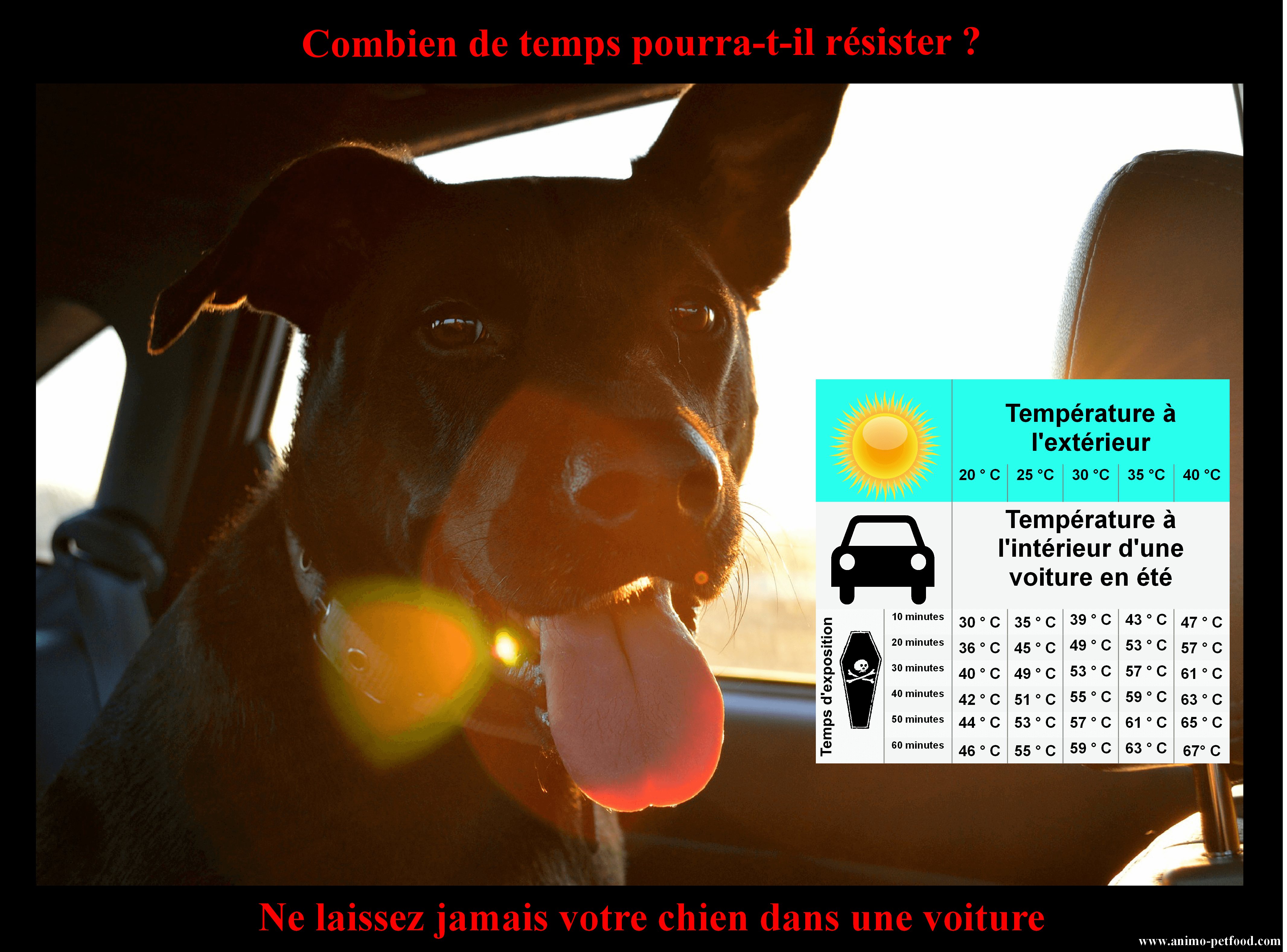 ne jamais laisser seul son chien dans la voiture